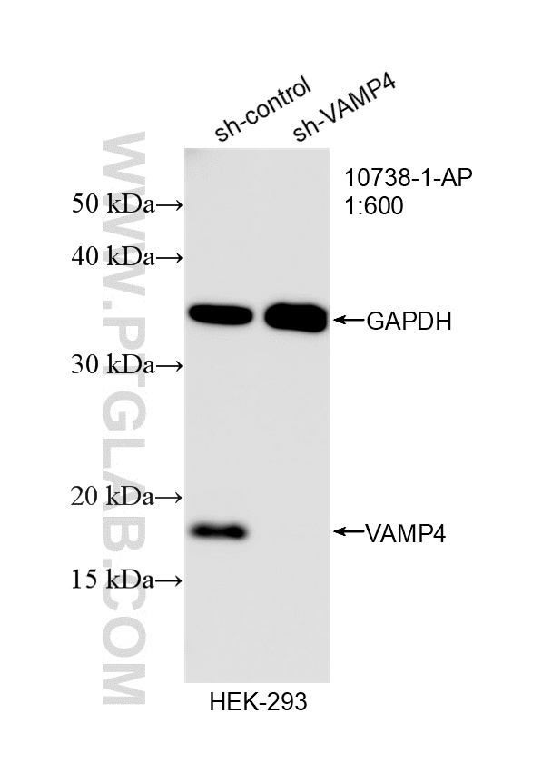 WB analysis of HEK-293 using 10738-1-AP