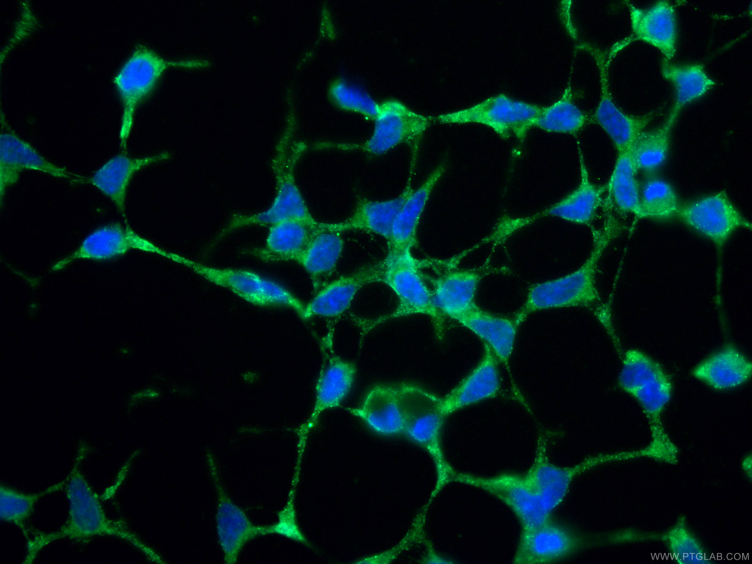 IF Staining of HEK-293 using 67219-1-Ig