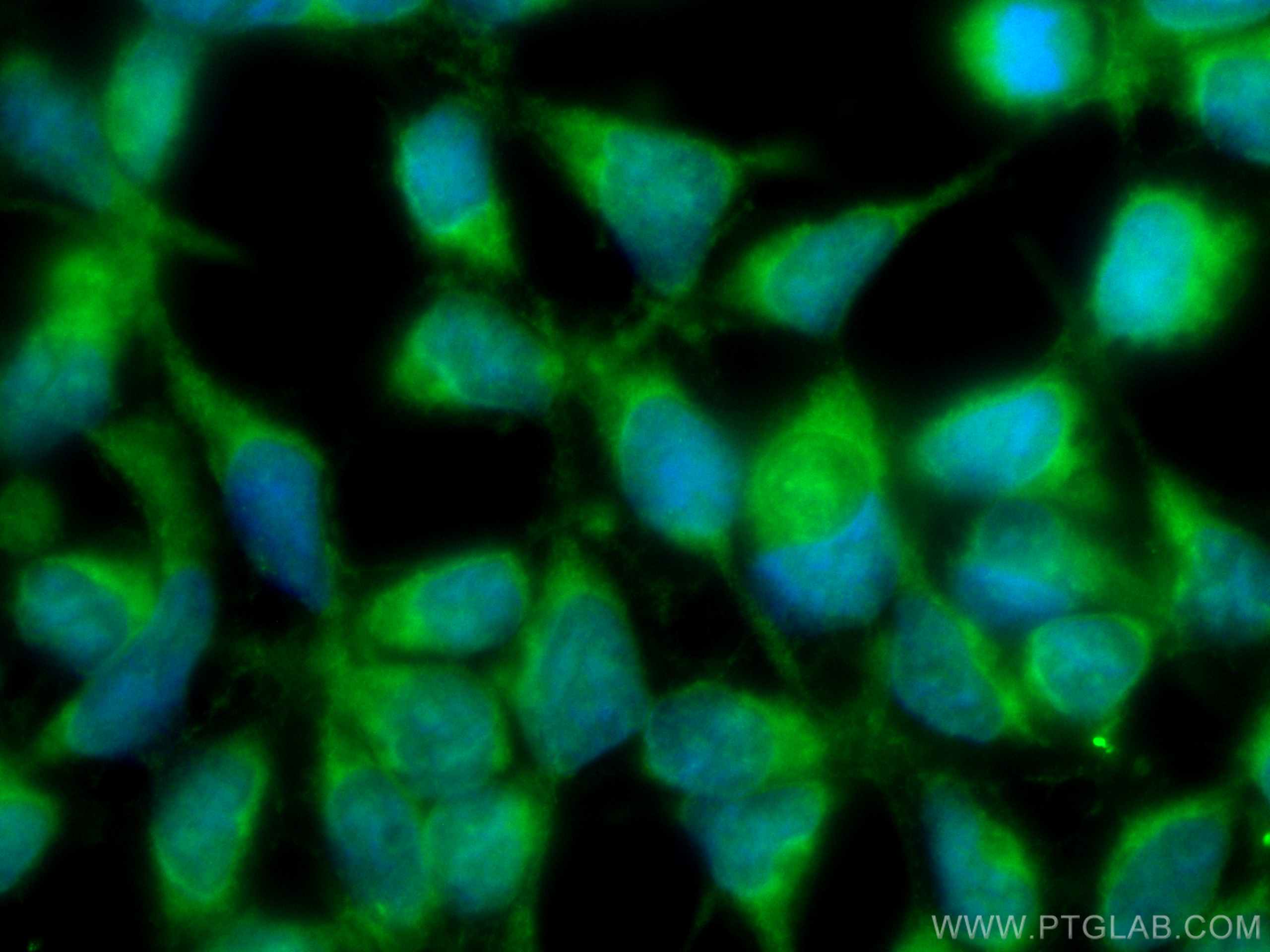 IF Staining of HEK-293 using CL488-67219