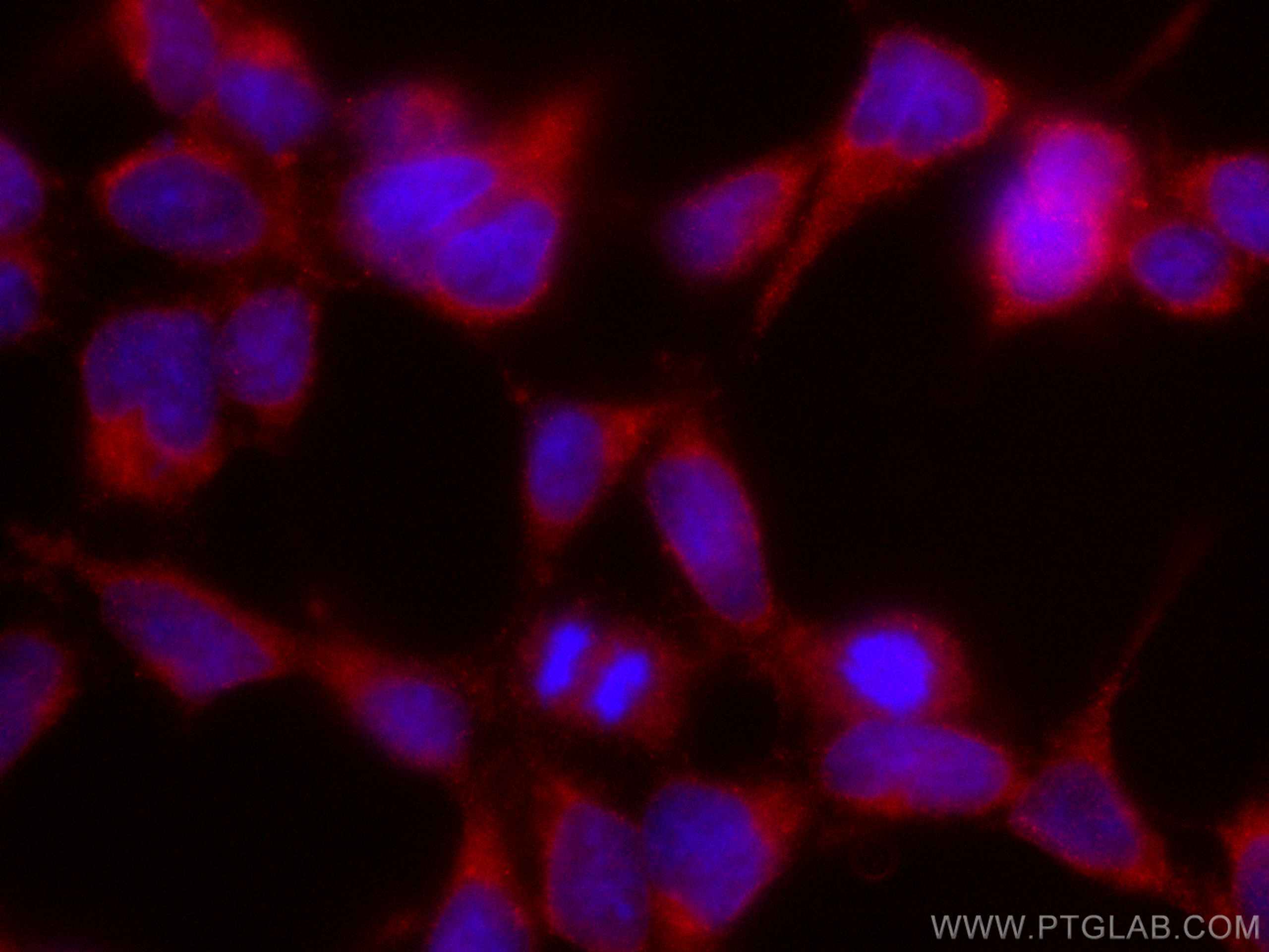 IF Staining of HEK-293 using CL594-67219