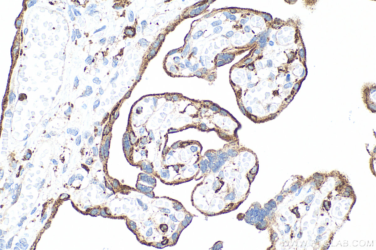 IHC staining of human placenta using RMX00044 IHC staining of human placenta using RMX00044