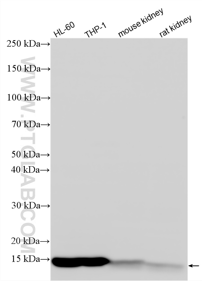 WB analysis using RMX00044 WB analysis using RMX00044