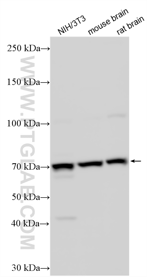 Various lysates were subjected to SDS PAGE followed by western blot with 21492-1-AP (VANGL2 antibody) at dilution of 1:3000 incubated at room temperature for 1.5 hours. WB analysis using 21492-1-AP