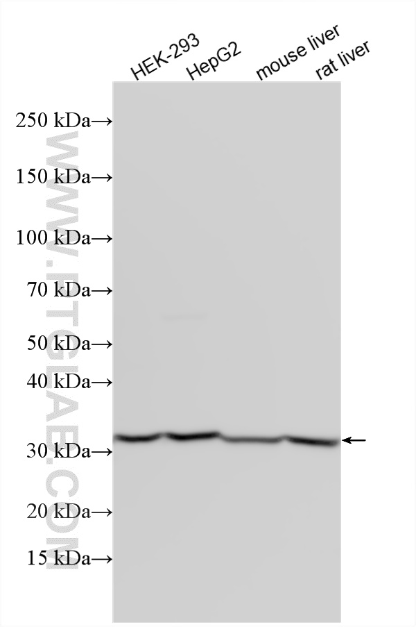 WB analysis of HEK-293 using 15275-1-AP WB analysis of HEK-293 using 15275-1-AP
