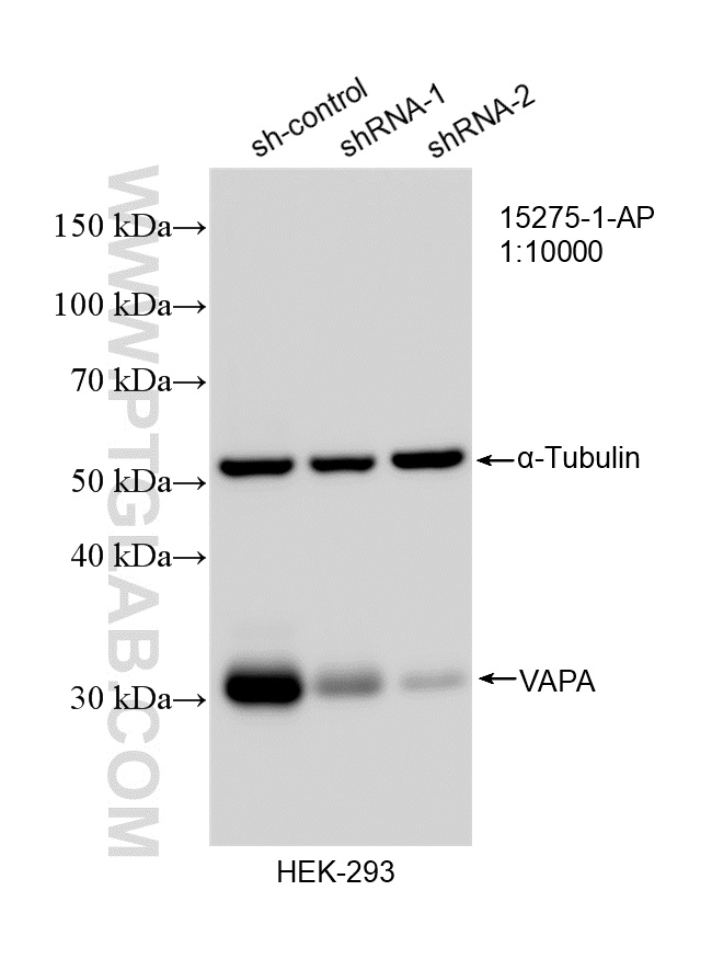 WB analysis of HEK-293 using 15275-1-AP WB analysis of HEK-293 using 15275-1-AP