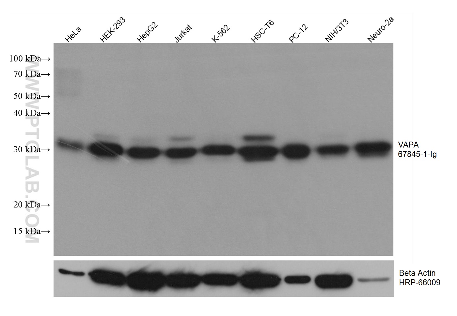 WB analysis using 67845-1-Ig