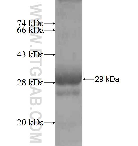 VAPB fusion protein Ag6313 SDS-PAGE