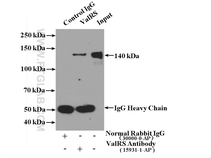 IP experiment of HL-60 using 15931-1-AP