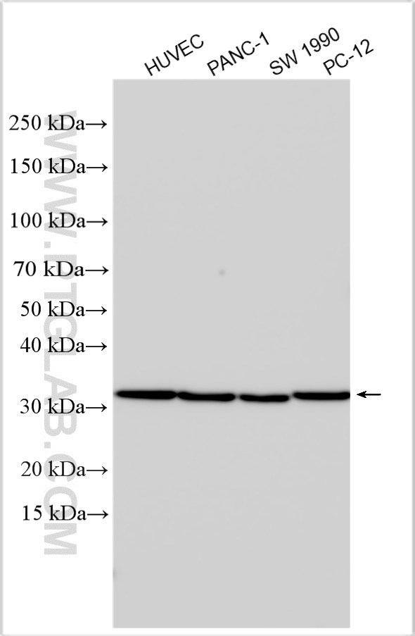 WB analysis using 13303-1-AP