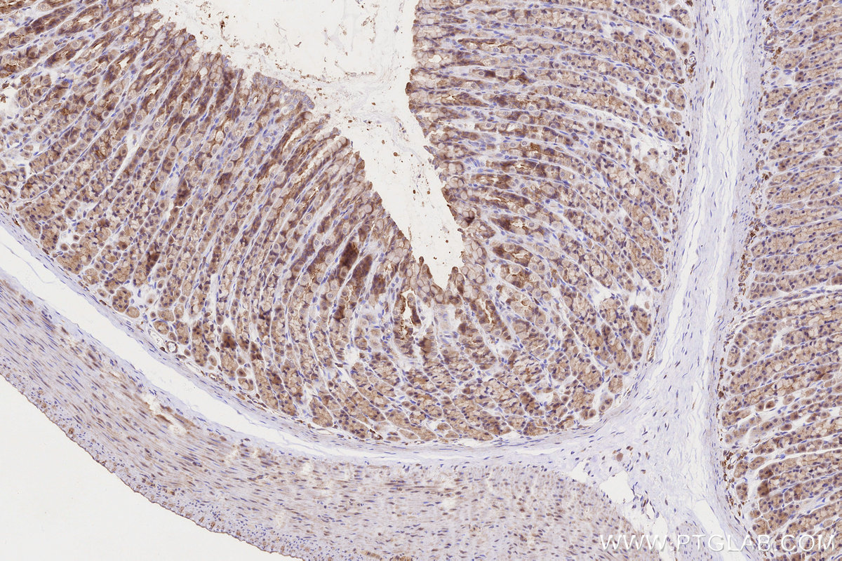 IHC staining of rat stomach using 13472-1-AP IHC staining of rat stomach using 13472-1-AP