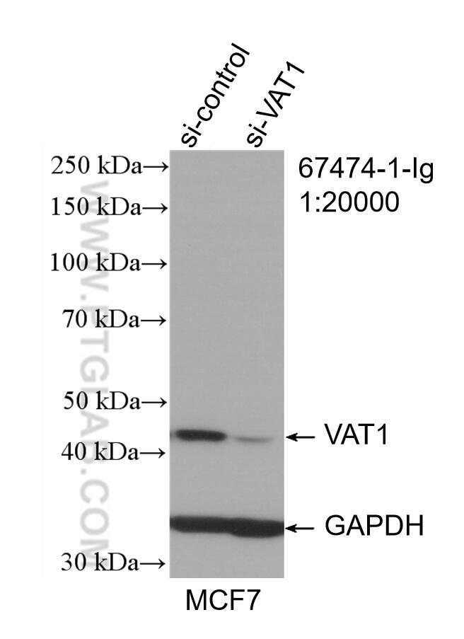 WB analysis of HepG2 using 67474-1-Ig (same clone as 67474-1-PBS)