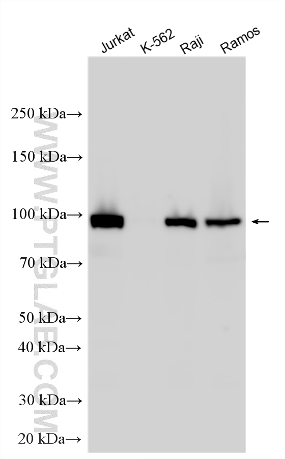 WB analysis using 16364-1-AP (same clone as 16364-1-PBS)