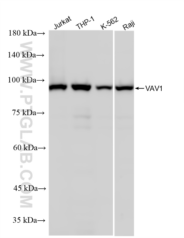 WB analysis using 86933-2-RR