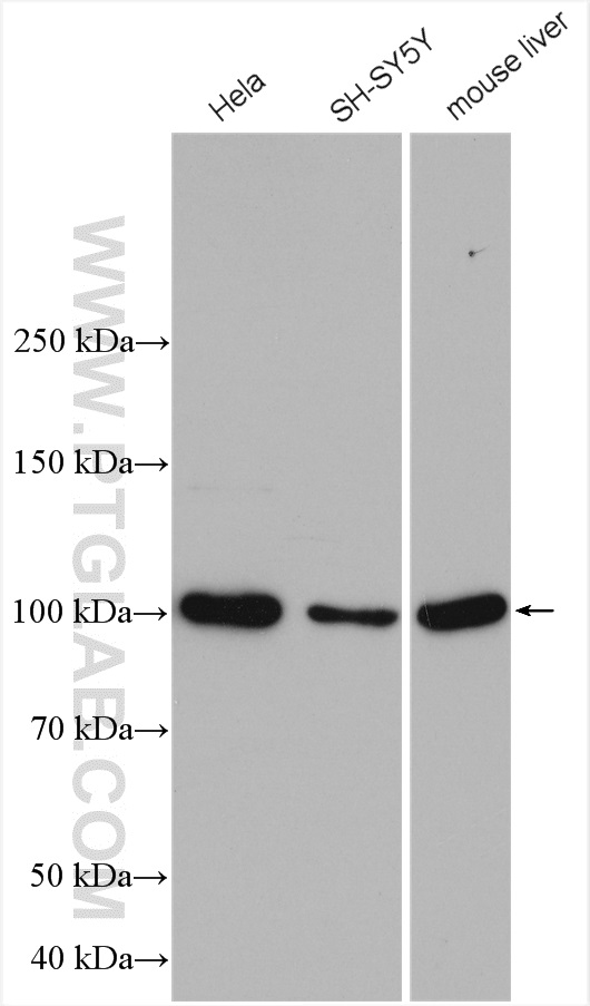 WB analysis using 21924-1-AP