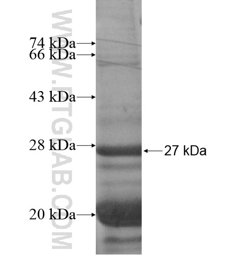 VAX1 fusion protein Ag12550 SDS-PAGE VAX1 fusion protein Ag12550 SDS-PAGE