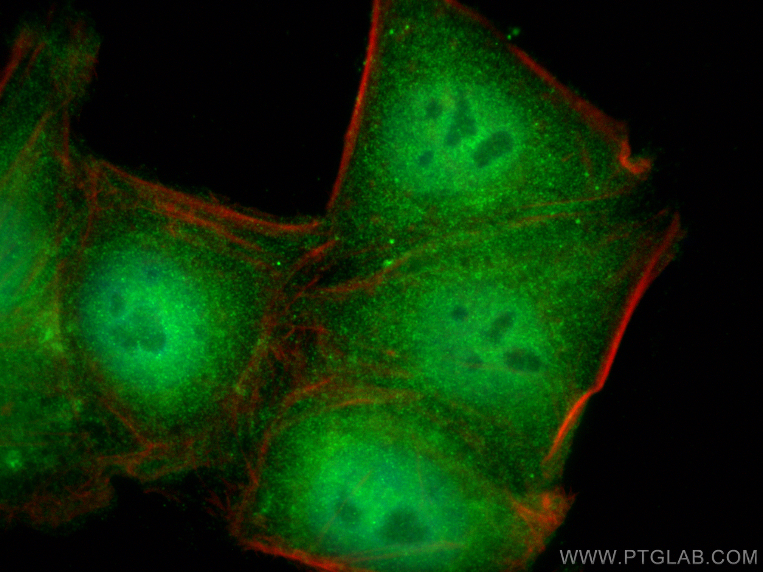 Immunofluorescent analysis of (4% PFA) fixed HepG2 cells using VBP1 antibody (14345-1-AP) at dilution of 1:400 and Multi-rAb CoraLite ® Plus 488-Goat Anti-Rabbit Recombinant Secondary Antibody (H+L) (RGAR002), CL594-Phalloidin (red). IF Staining of HepG2 using 14345-1-AP