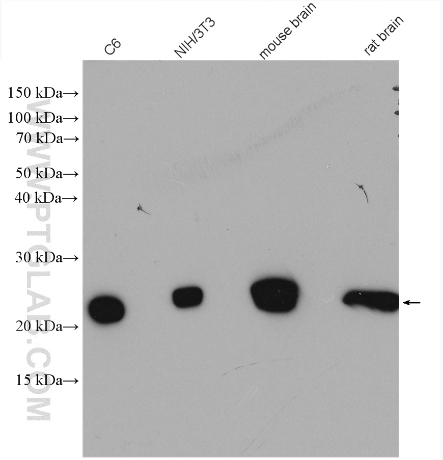 Various lysates were subjected to SDS PAGE followed by western blot with 14345-1-AP (VBP1 antibody) at dilution of 1:8000 incubated at 4 degree celsius over night. WB analysis using 14345-1-AP