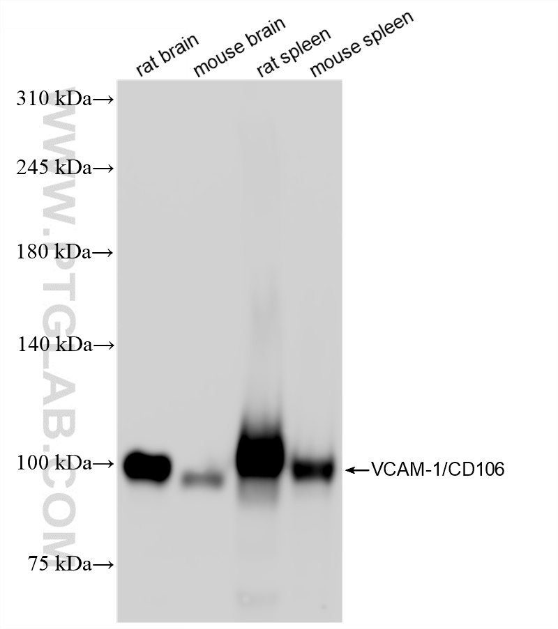 WB analysis using 86797-1-RR