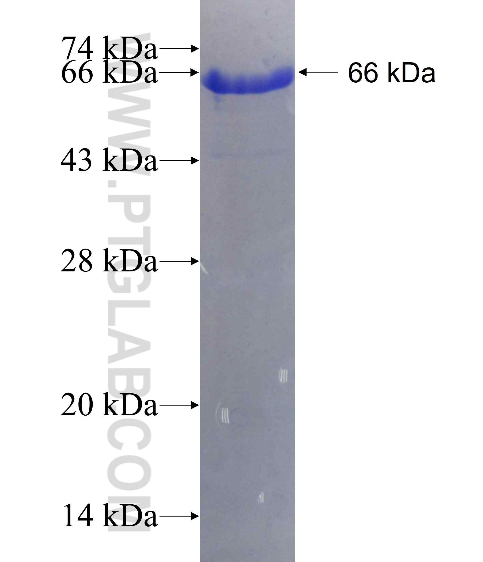 VCAM-1 fusion protein Ag1993 SDS-PAGE