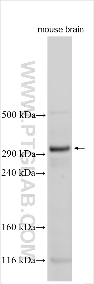 WB analysis using 30599-1-AP