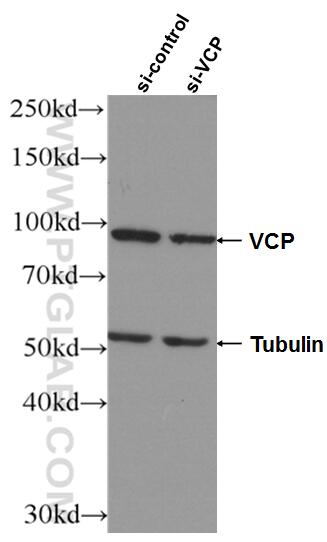 WB analysis of HeLa using 60316-1-Ig