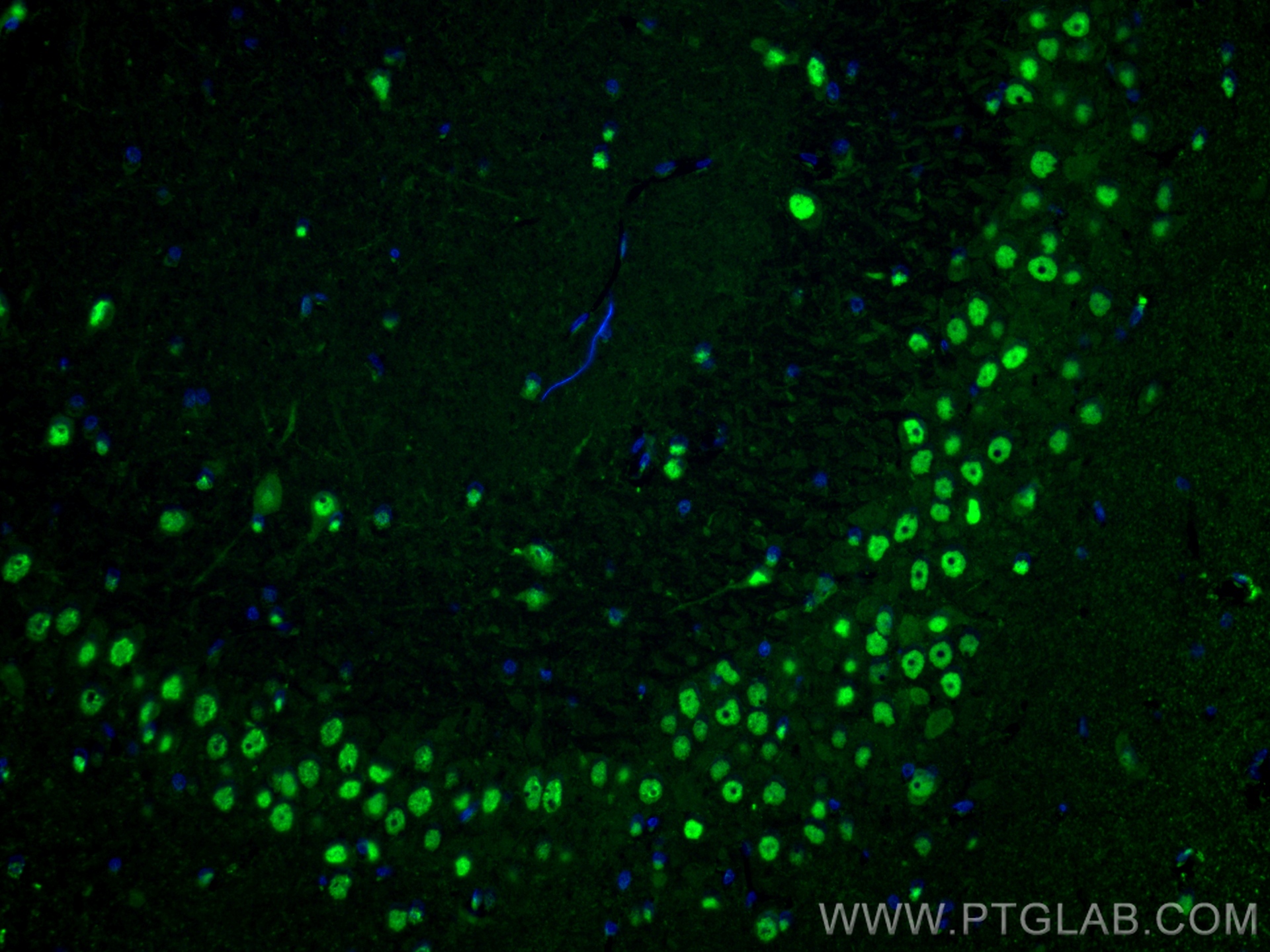 IF Staining of rat brain using 82463-1-RR (same clone as 82463-1-PBS)