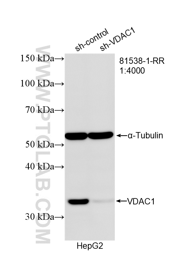 WB analysis of HepG2 using 81538-1-RR