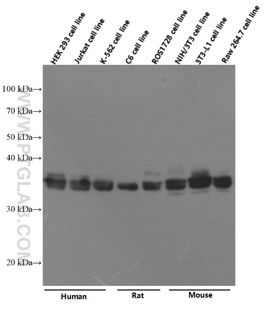 VDAC1/Porin Monoclonal antibody