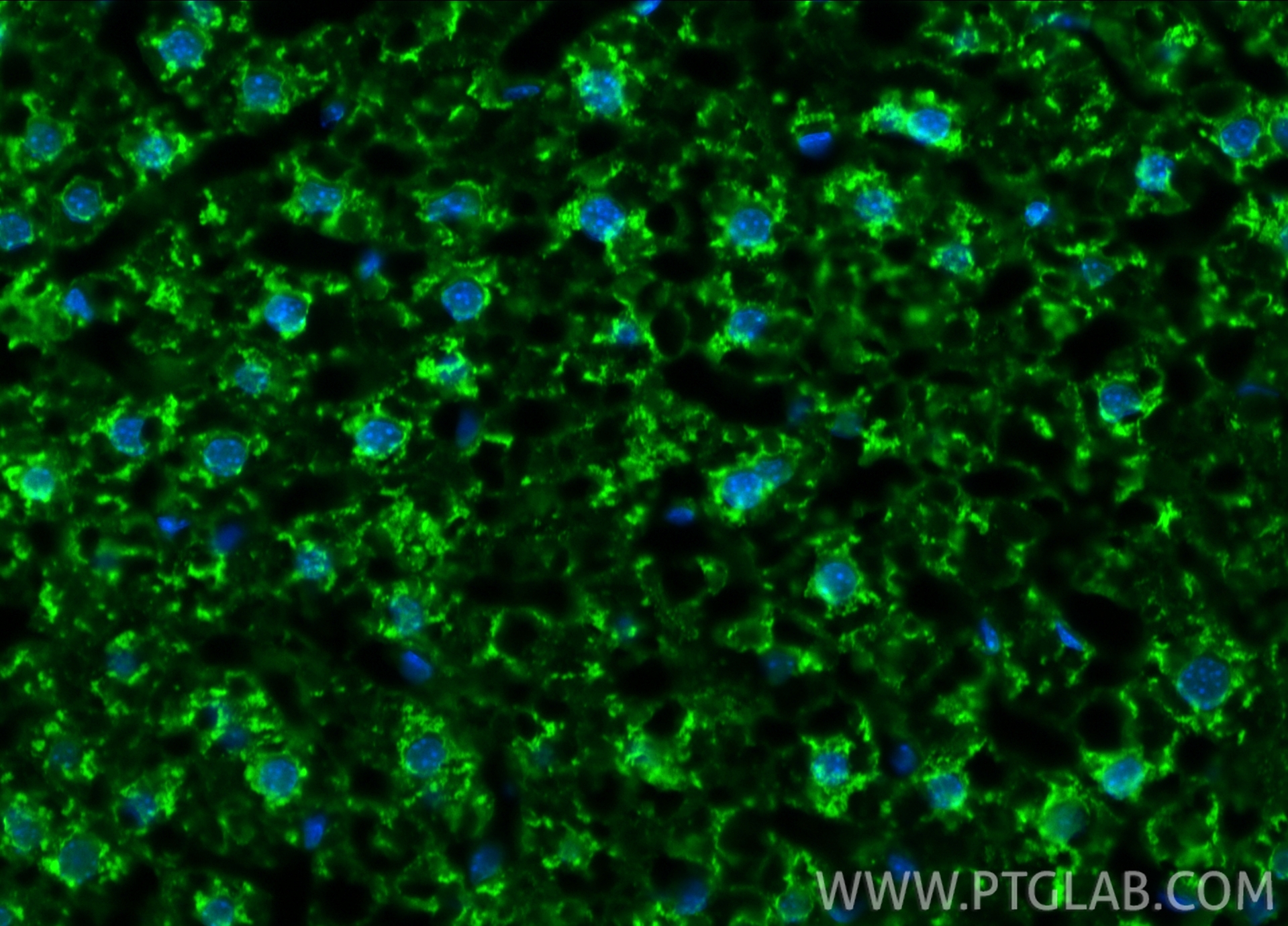 IF Staining of mouse liver using CL488-81538