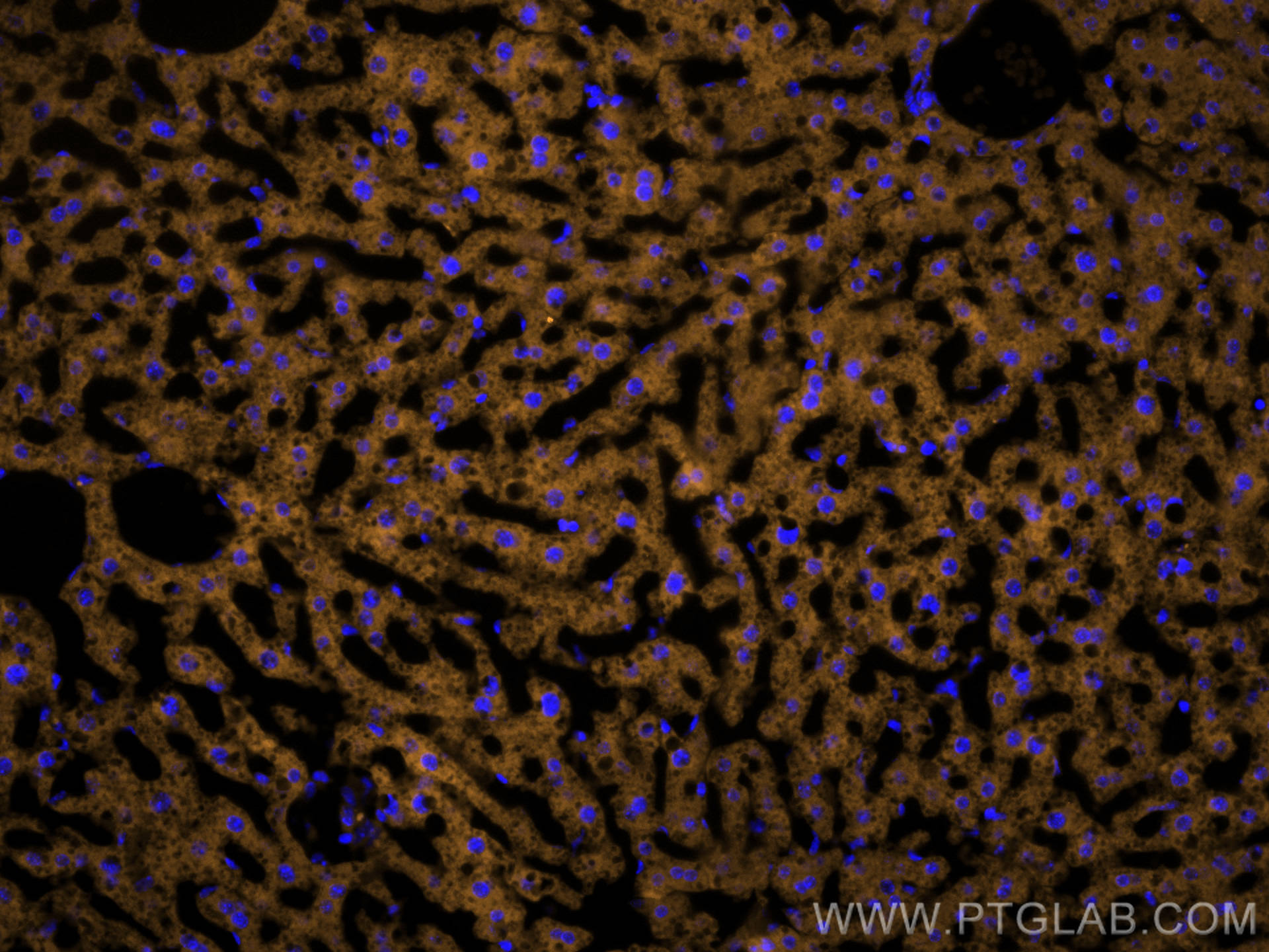 IF Staining of mouse liver using CL555-55259