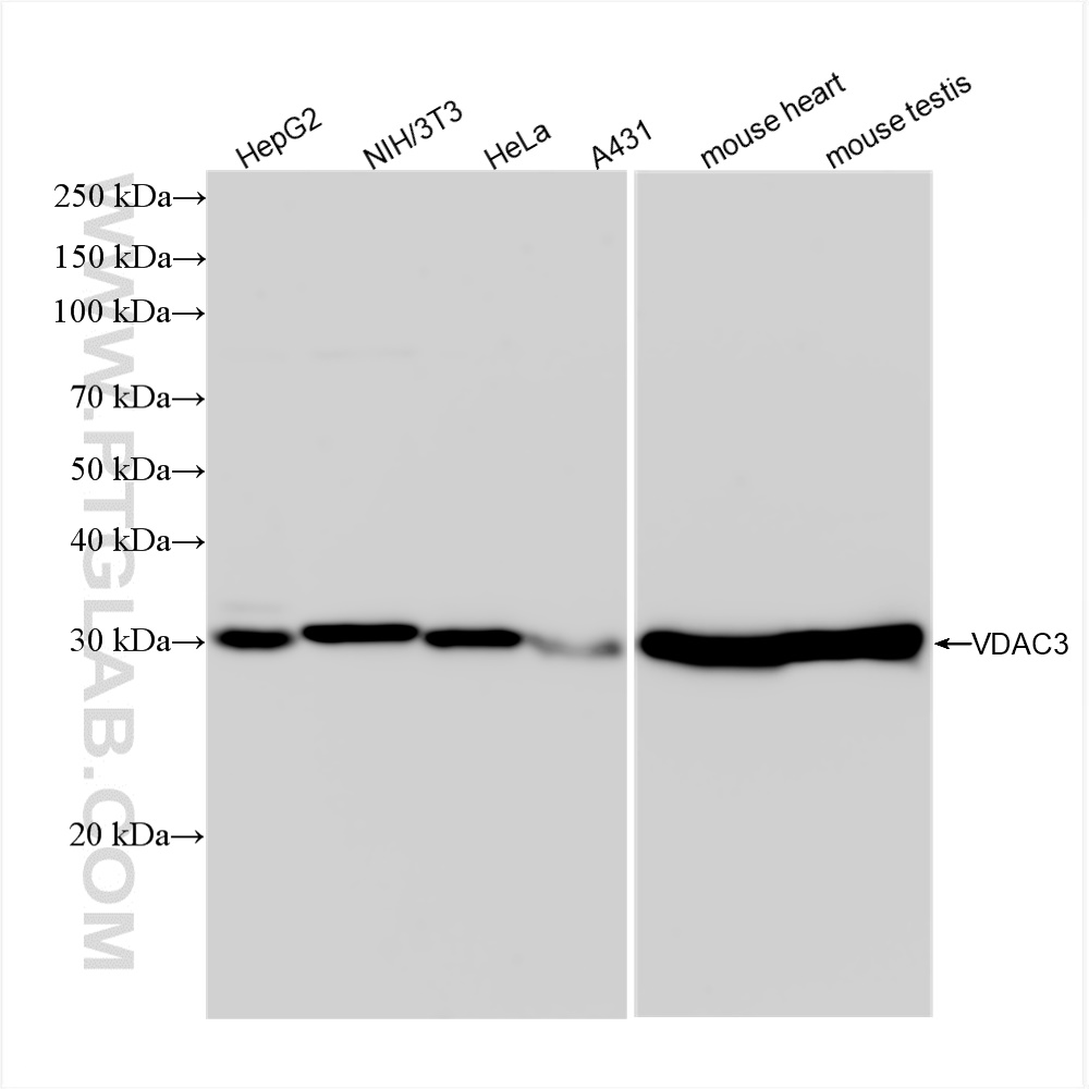 WB analysis using 82666-14-RR