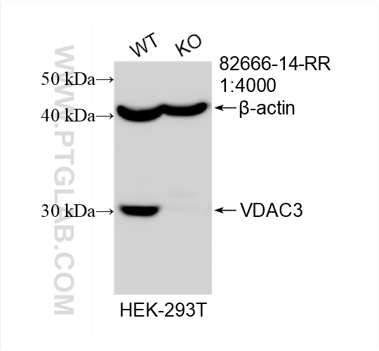 WB analysis of HEK-293T using 82666-14-RR