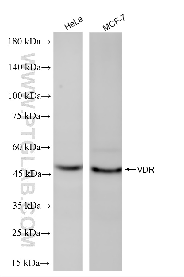 Various lysates were subjected to SDS PAGE followed by western blot with <a class='green' href='/productredirect?CatalogNo=87335-1-RR' target='_blank'>87335-1-RR</a> (VDR antibody) at dilution of 1:10000 incubated at room temperature for 1.5 hours. This data was developed using the same antibody clone with 87335-1-PBS in a different storage buffer formulation. WB analysis using 87335-1-RR (same clone as 87335-1-PBS)