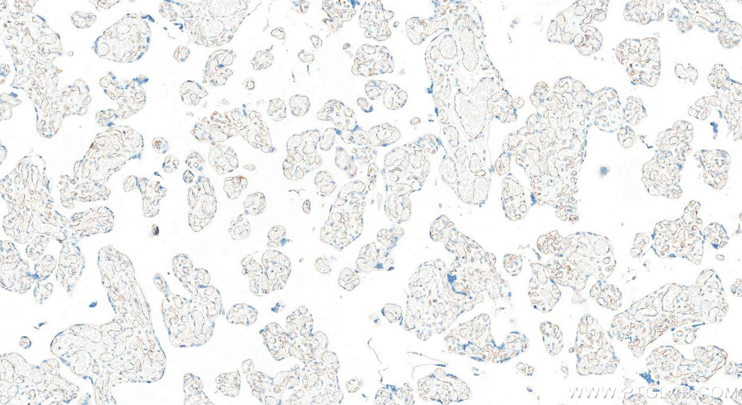 IHC staining of human placenta using 83766-5-RR