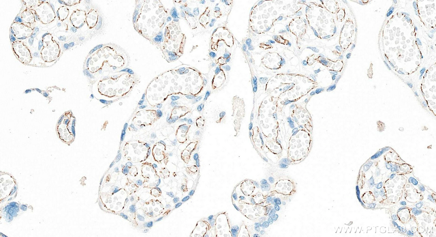 IHC staining of human placenta using 83766-5-RR
