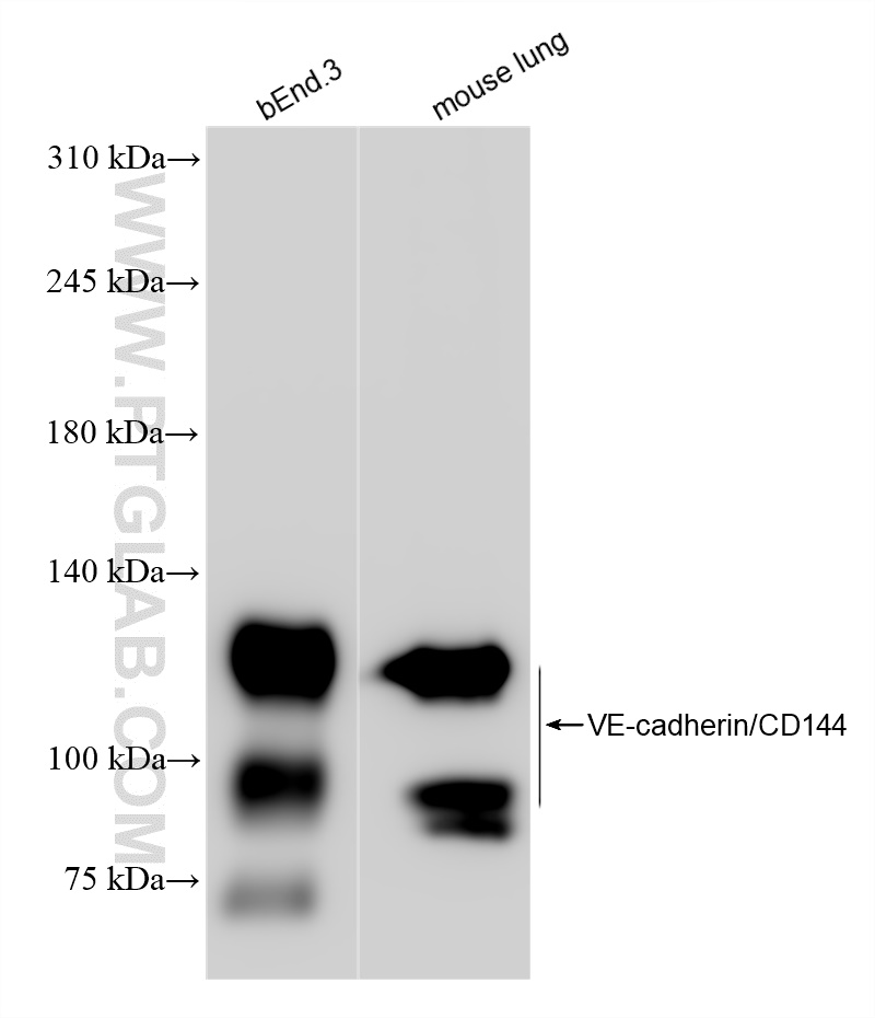 WB analysis using 84529-4-RR