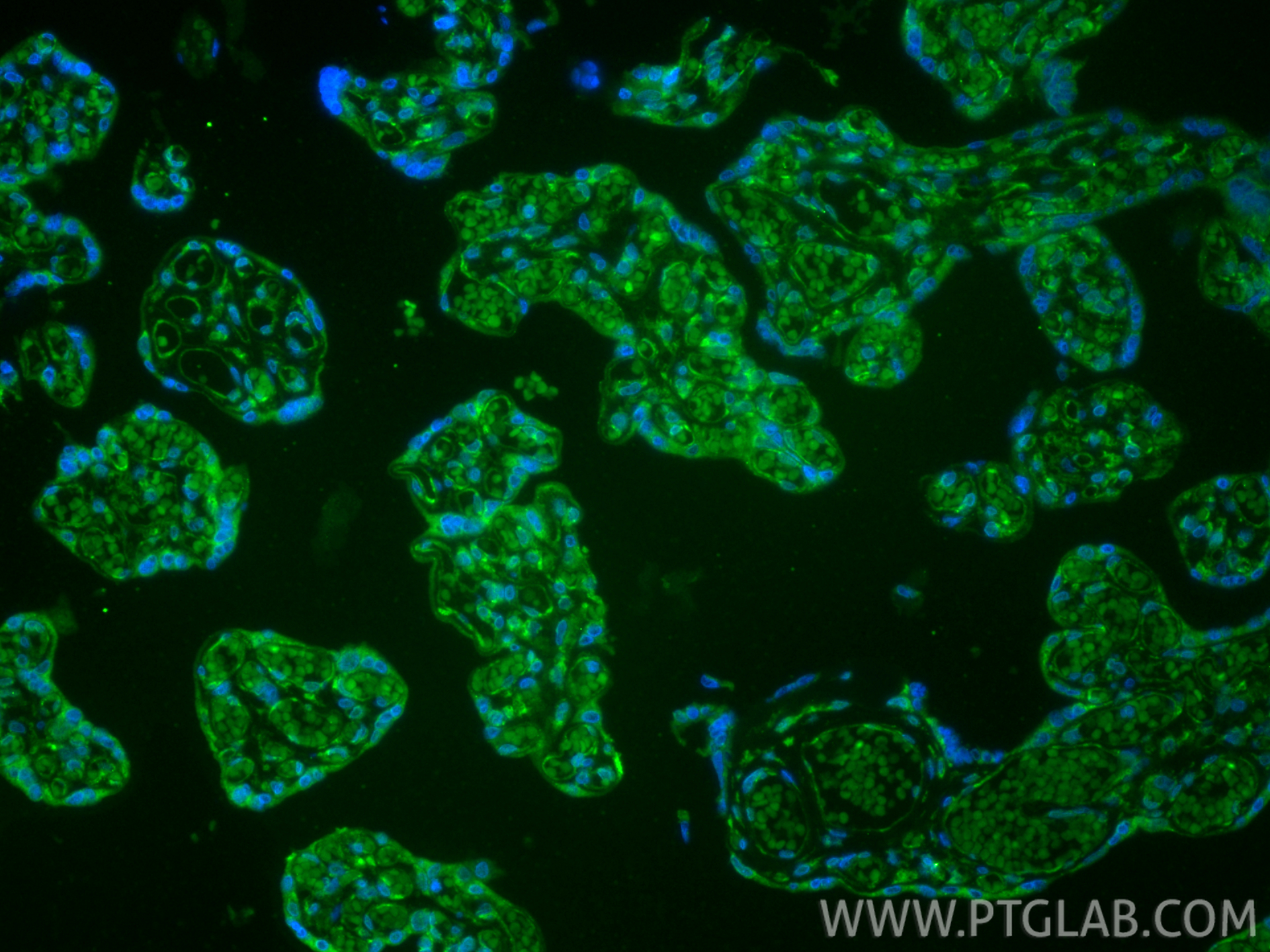 IF Staining of human placenta using CL488-83049-4