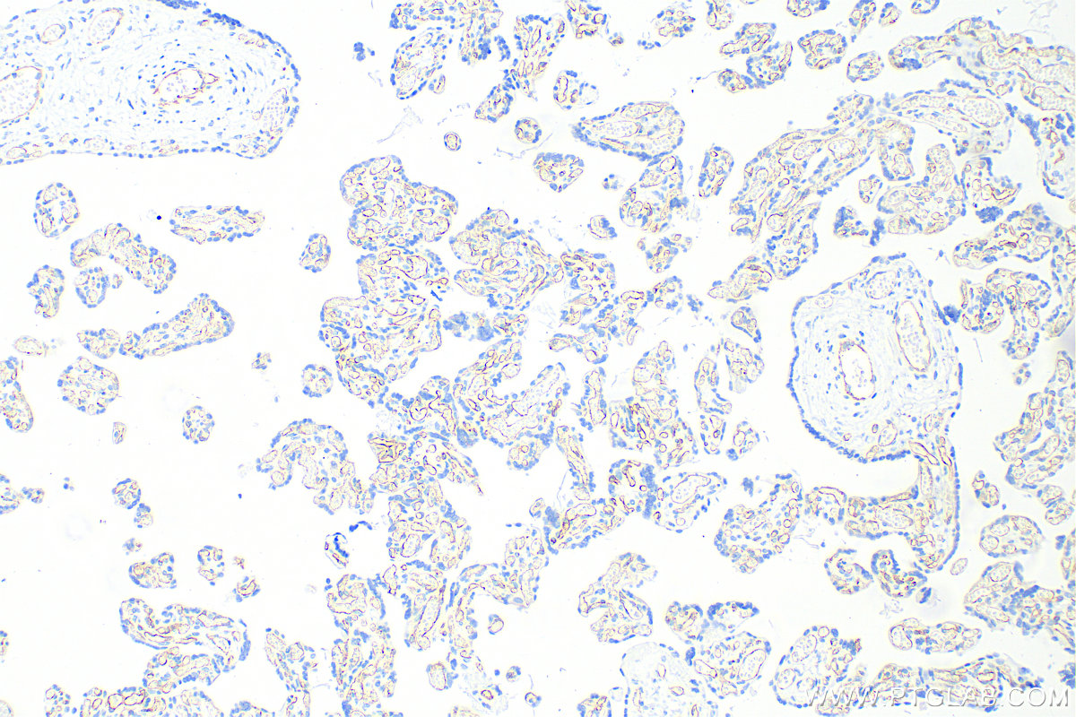 IHC staining of human placenta using 83049-4-RR (same clone as 83049-4-PBS)