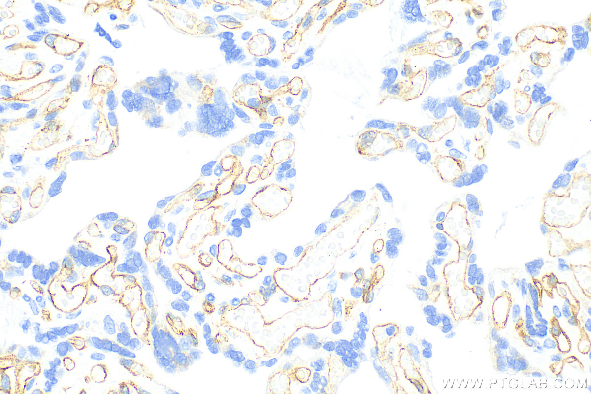 IHC staining of human placenta using 83049-4-RR (same clone as 83049-4-PBS)