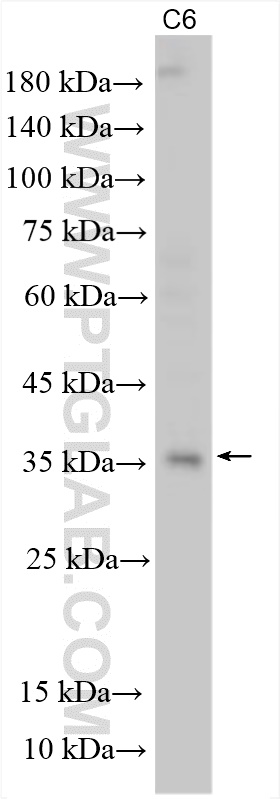 WB analysis using 19003-1-AP