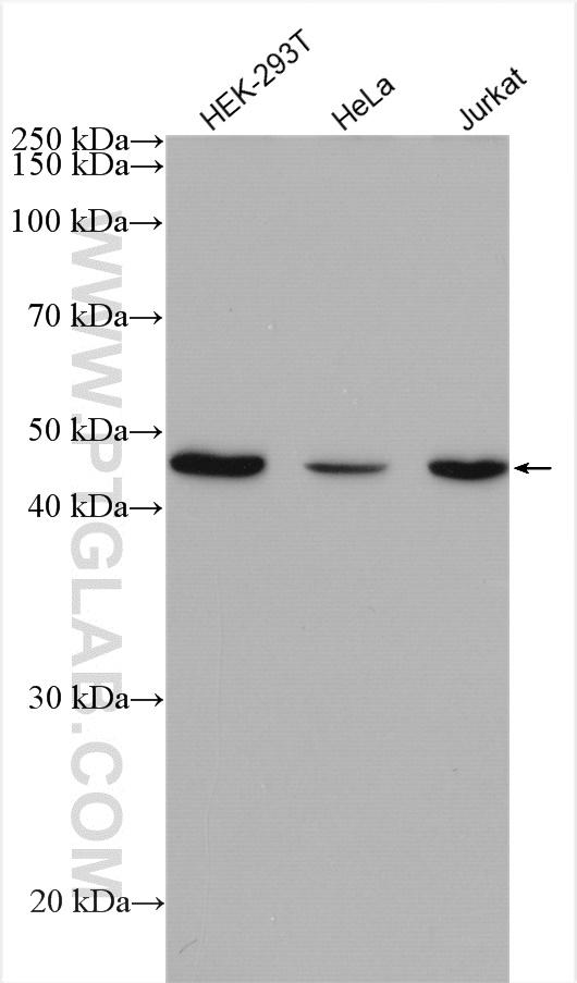 WB analysis using 26381-1-AP