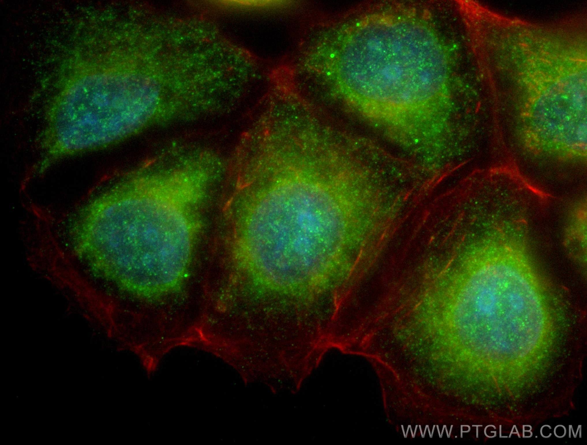 IF Staining of MCF-7 using 66828-1-Ig