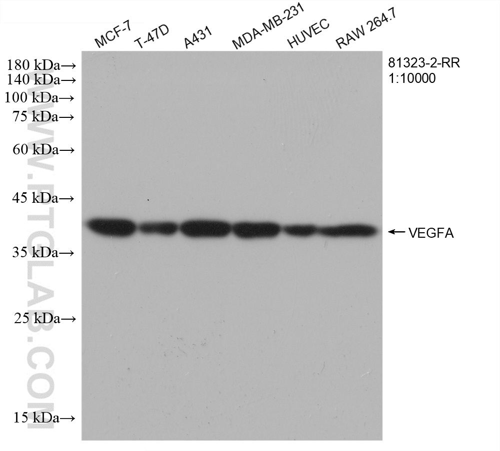 WB analysis using 81323-2-RR (same clone as 81323-2-PBS)