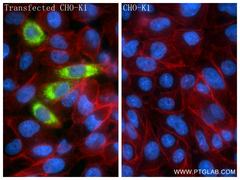 IF Staining of Transfected CHO-K1 using 84734-3-RR (same clone as 84734-3-PBS)
