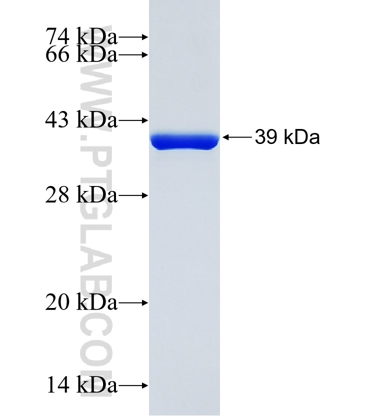 VEGFB fusion protein Ag34269 SDS-PAGE