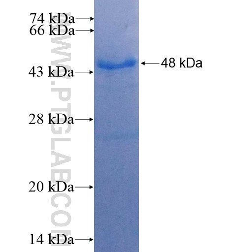 VEGFB fusion protein Ag13170 SDS-PAGE VEGFB fusion protein Ag13170 SDS-PAGE