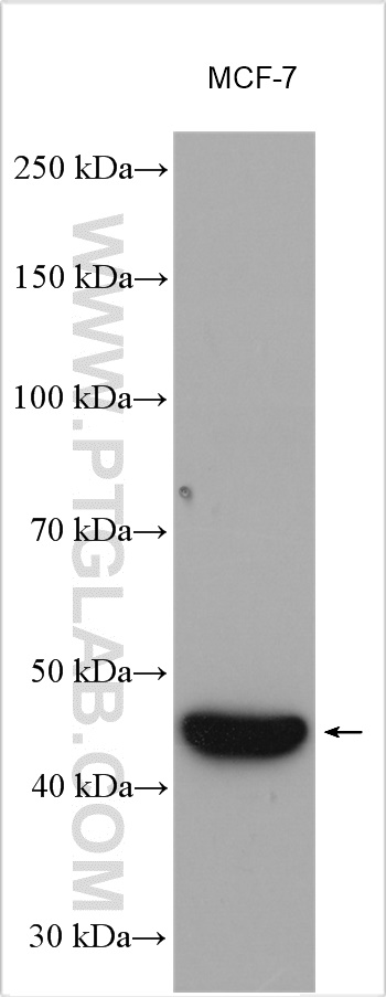 WB analysis using 22601-1-AP