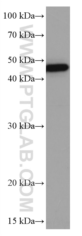 VEGF-C
