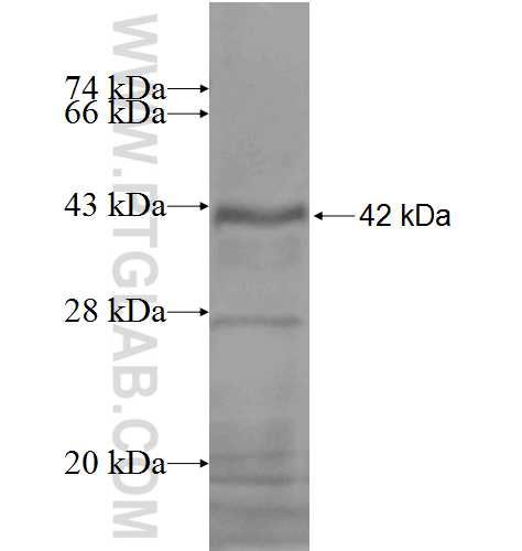VEGFC fusion protein Ag5674 SDS-PAGE VEGFC fusion protein Ag5674 SDS-PAGE