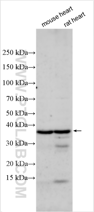 WB analysis using 30323-1-AP